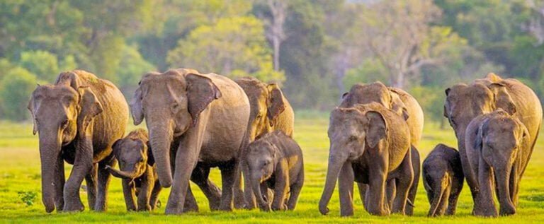 Sri Lankan Wildlife