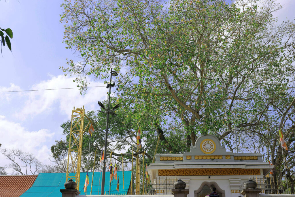 Jaya sri maha bodhi