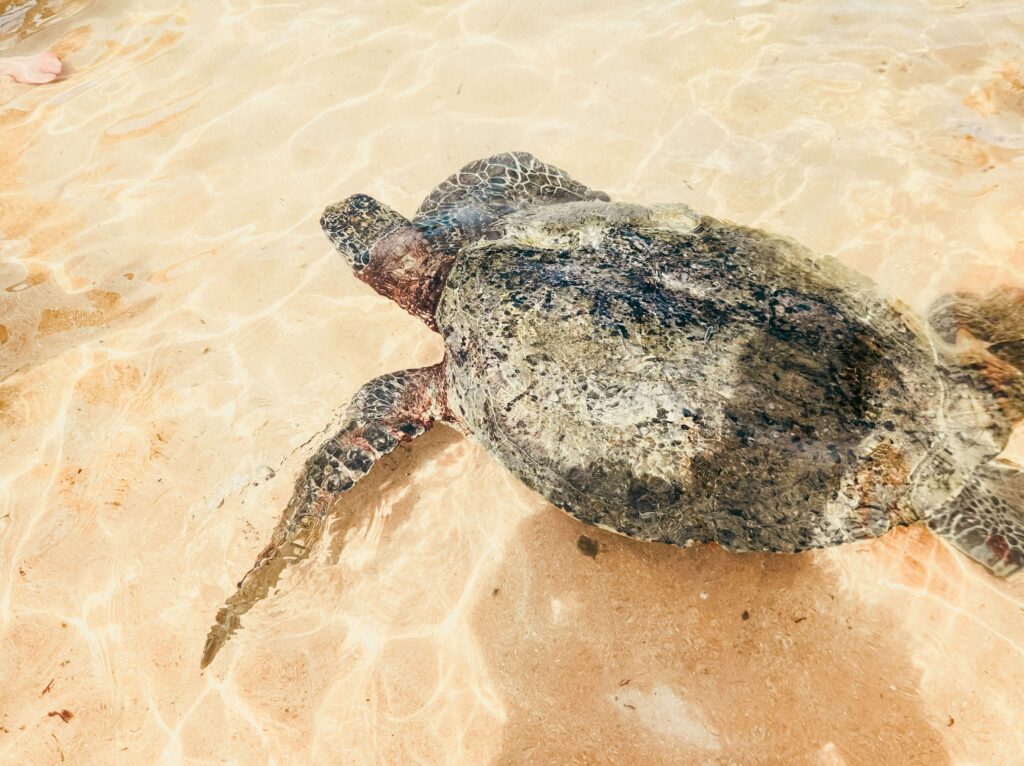Seaturtle